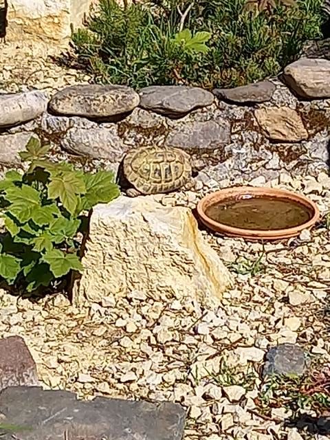 Griechische Landschildkröten in unserem Schildkrötengehege