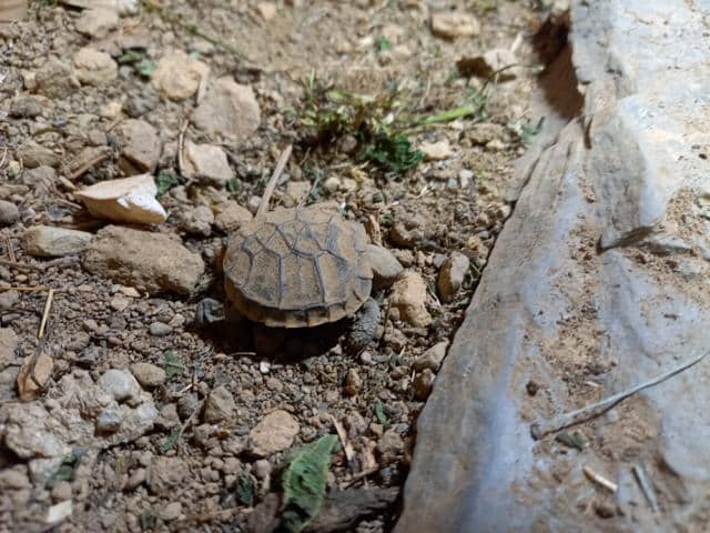 Naturbrut ostafrikanische Spaltenschildkröte