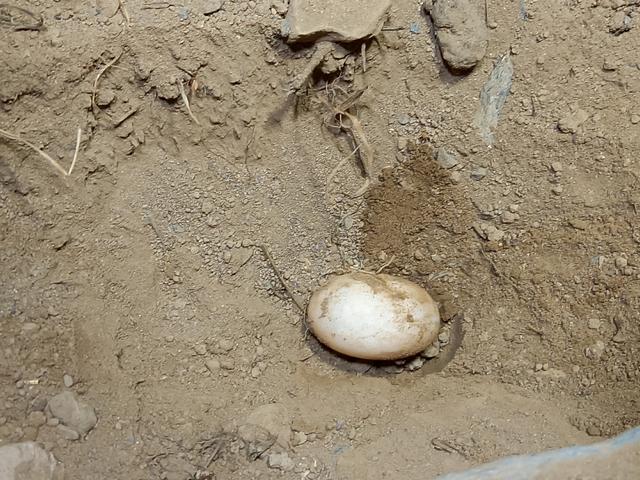 Spaltenschildkröten legen in der Regel nur ein Ei