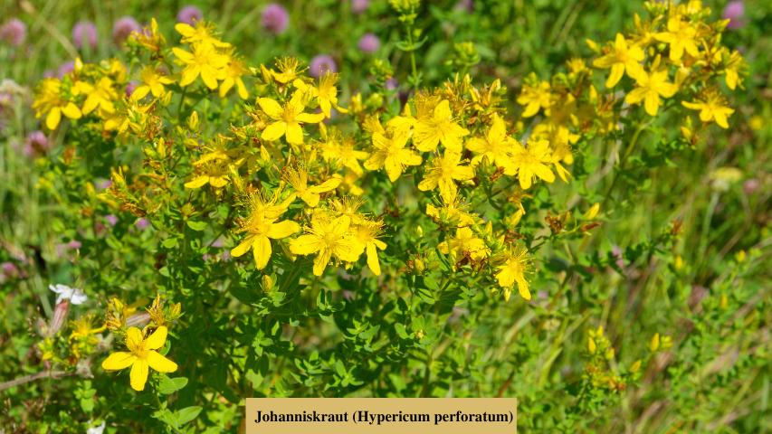 Gehegepflanzen-Johanniskraut (Hypericum perforatum)