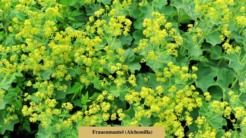 Gehegepflanzen-Frauenmantel (Alchemilla)