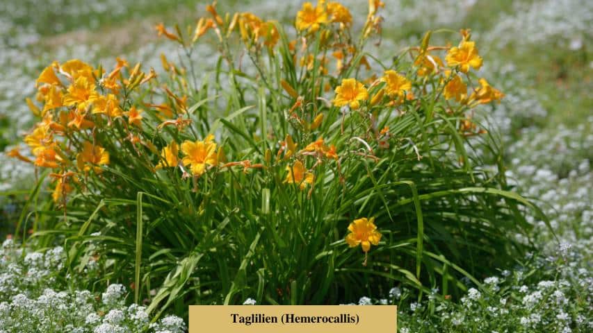 Gehegepflanzen-Taglilien (Hemerocallis)