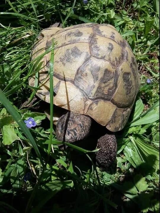 Gretel-Männchen griechische Landschildkröte