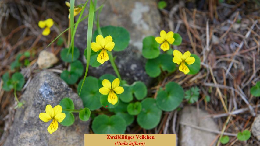  Zweiblütiges Veilchen
(Viola biflora)