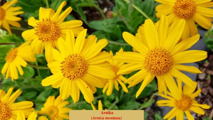 Arnika (Arnica montana)