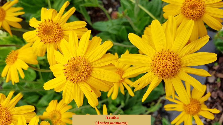  Arnika
(Arnica montana)