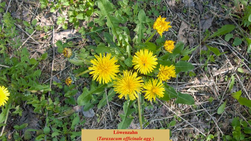 Löwenzahn (Taraxacum officinale agg.)