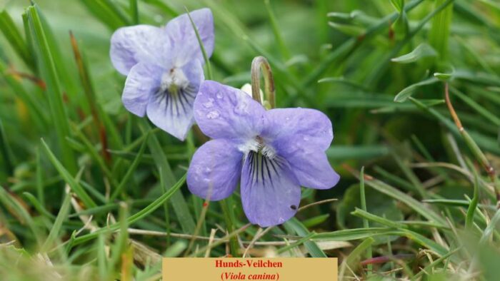 Hunds-Veilchen (Viola canina)