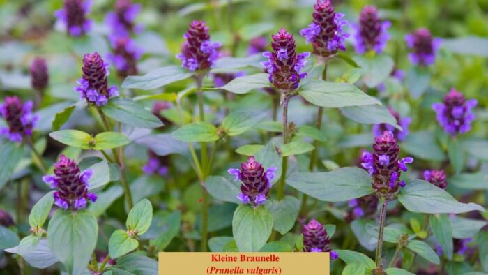 Kleine Braunelle (Prunella vulgaris)