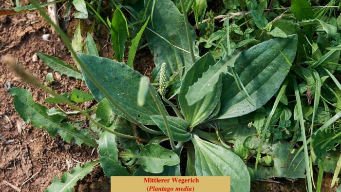 Mittlerer Wegerich (Plantago media)