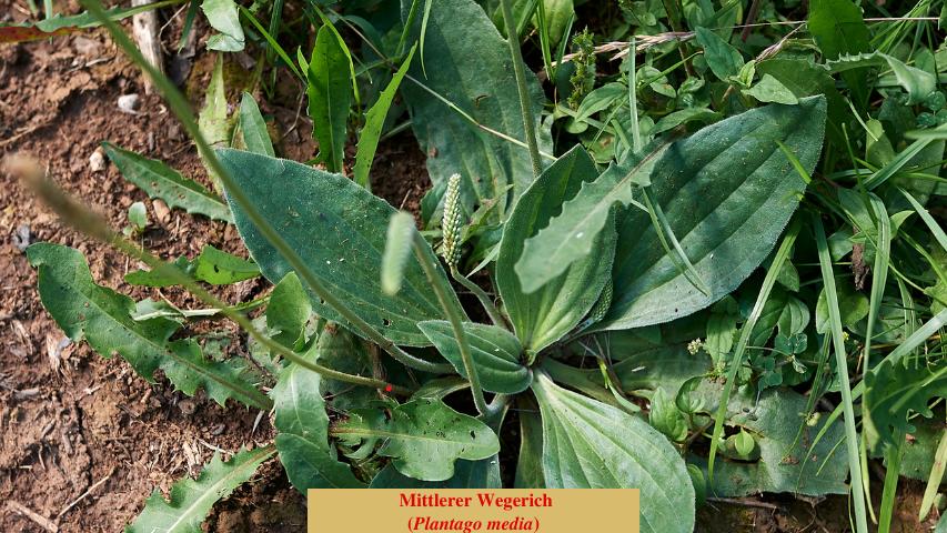  Mittlerer Wegerich
(Plantago media)