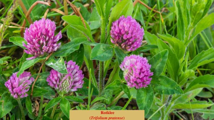 Rotklee (Trifolium pratense)