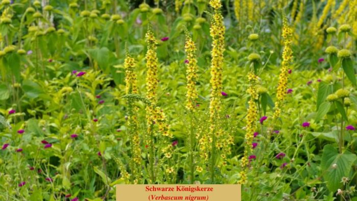 Schwarze Königskerze (Verbascum nigrum)