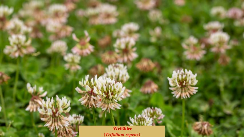  Weißklee
(Trifolium repens)