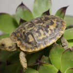 Malacochersus tornieri-Nachzucht einer kleinen Schildkrötenart