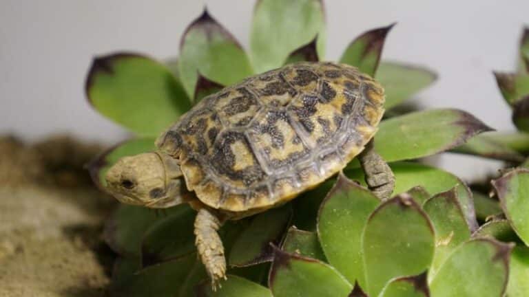 Ostafrikanische Spaltenschildkröte