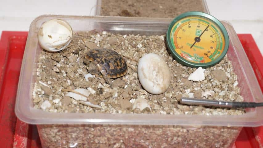 Eine Kleine Schildkröte frisch geschlüpft