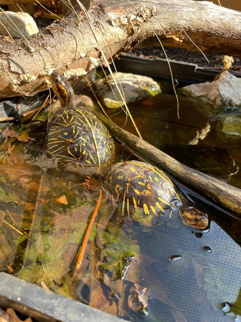 Florida-Dosenschildkröte (Terrapene carolina)