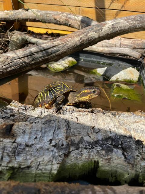 Florida-Dosenschildkröte (Terrapene carolina)