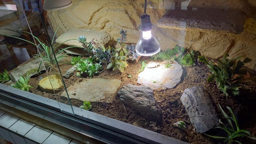 Das fertige Terrarium für die kleinen Schildkröten