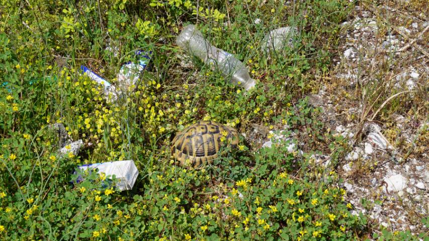 Griechische Landschildkröte in Griechenland in einem Habitat