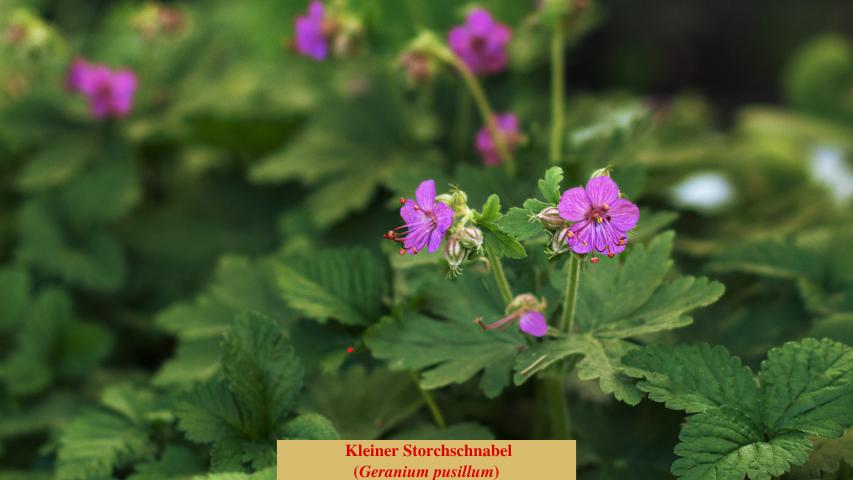 Kleiner Storchschnabel
(Geranium pusillum)
