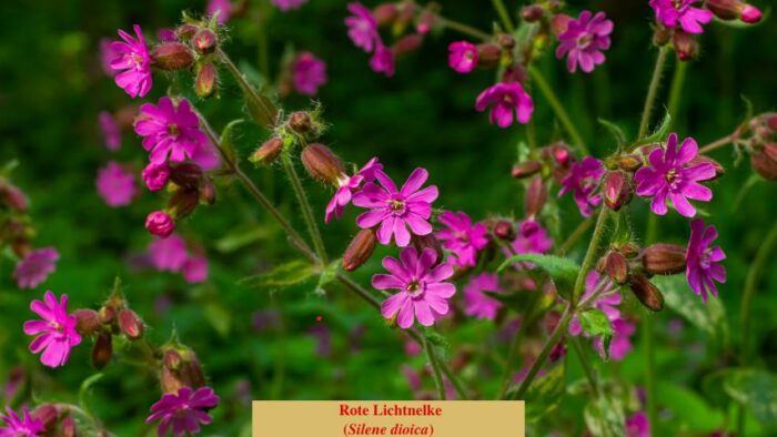 Rote Lichtnelke (Silene dioica)