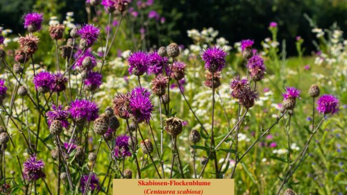 Skabiosen-Flockenblume (Centaurea scabiosa)