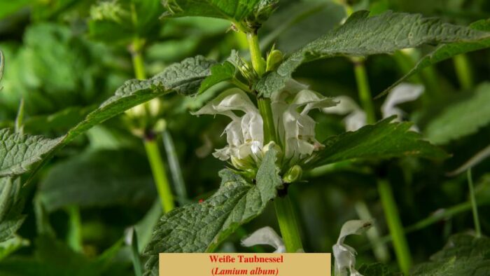 Weiße Taubnessel (Lamium album)