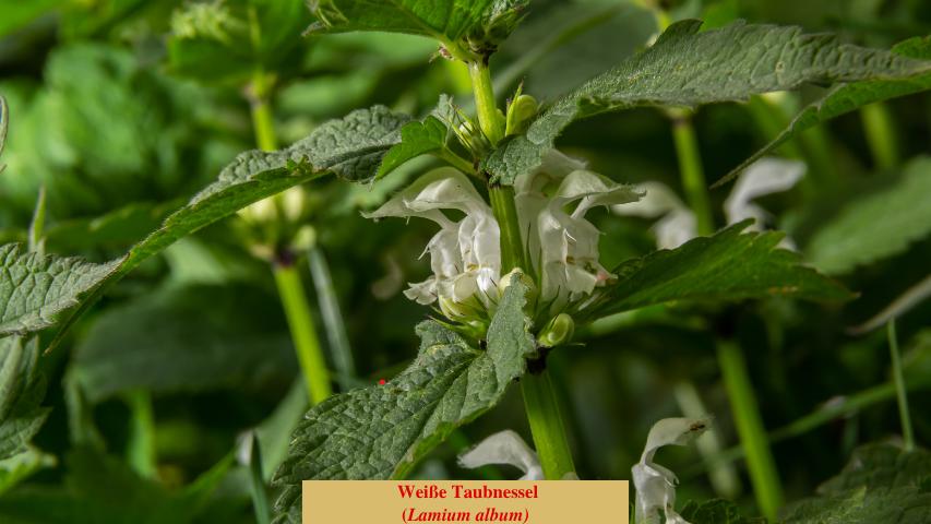  Weiße Taubnessel
(Lamium album)