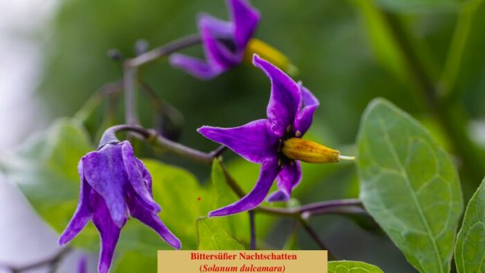 Bittersüßer Nachtschatten (Solanum dulcamara)