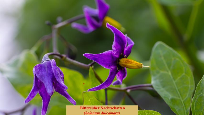 Bittersüßer Nachtschatten
(Solanum dulcamara)