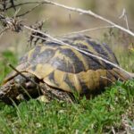 Wieviel RISIKO brauchen unsere Schildkröten?