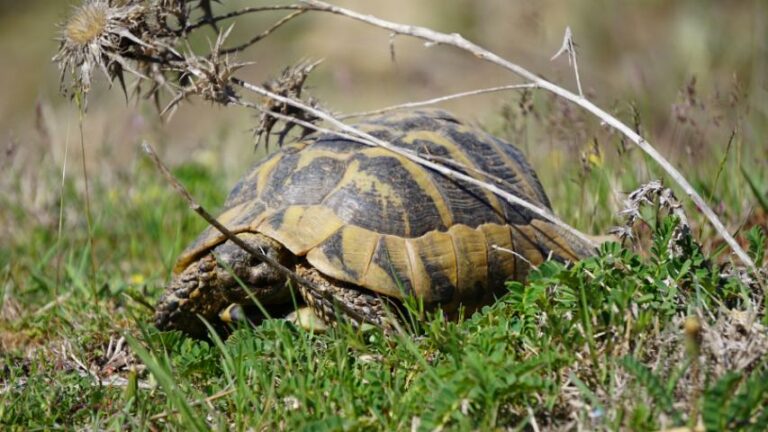 Griechische Landschildkröten in Griechenland