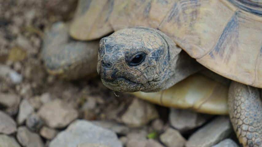 Schildkröten können sehr gut sehen