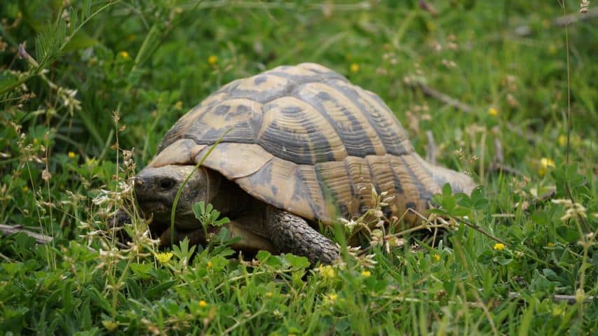 Griechische Landschildkröte in einem Habitat in Griechenland