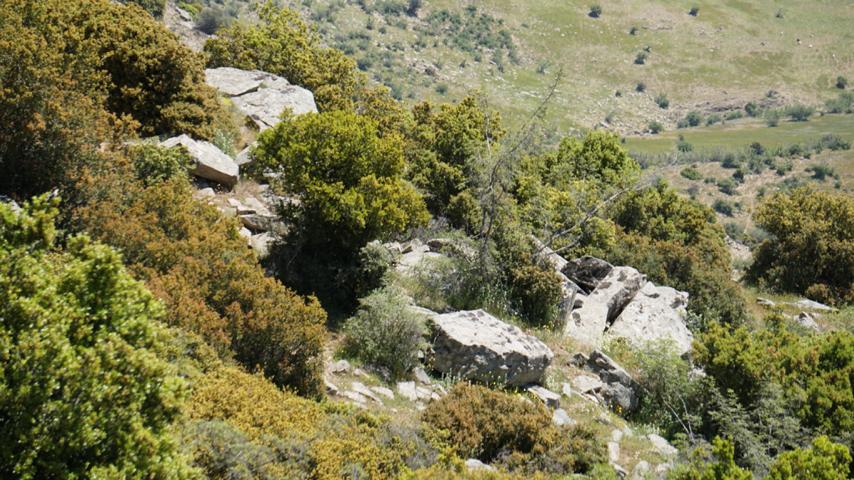 Gehegepflanzen-Habitat in Griechenland für Breitrandschildkröte