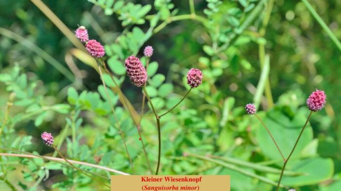 Kleiner Wiesenknopf (Sanguisorba minor)