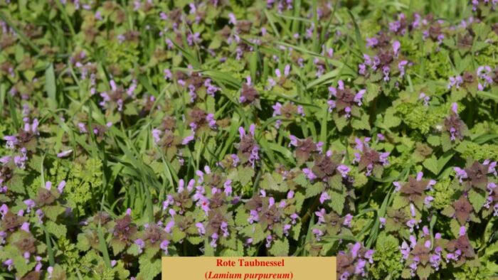 Rote Taubnessel (Lamium purpureum)