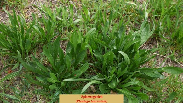 Spitzwegerich (Plantago lanceolata)