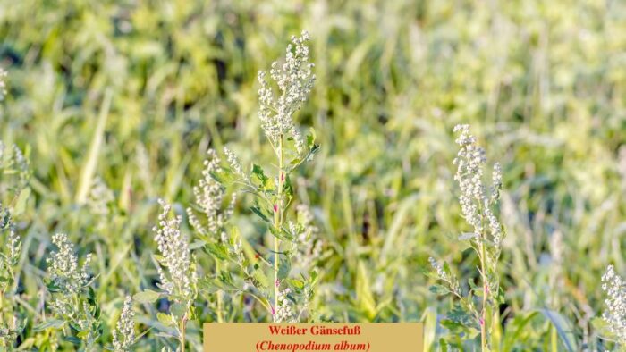 Weißer Gänsefuß (Chenopodium album)