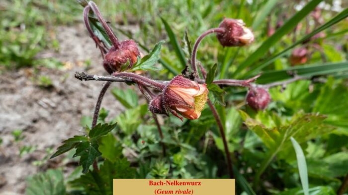 Bach-Nelkenwurz (Geum rivale)