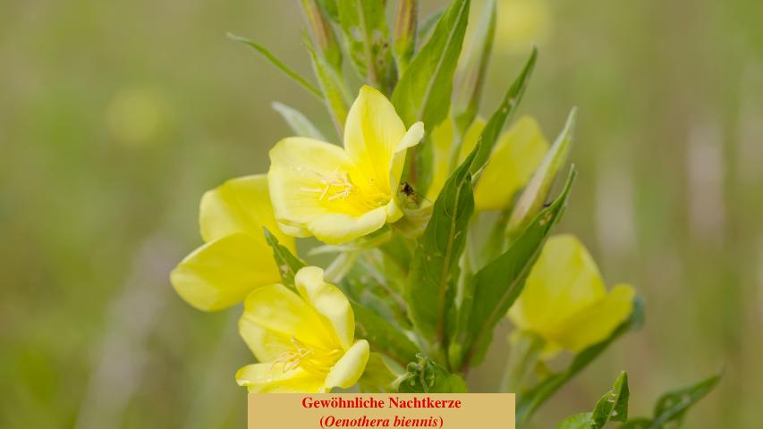 Gewöhnliche Nachtkerze (Oenothera biennis)
