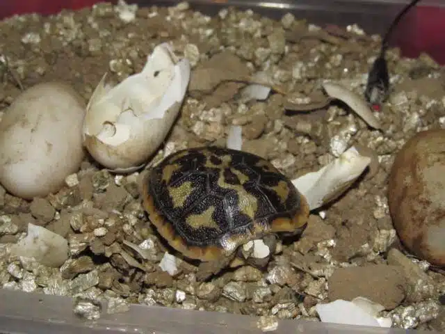 Nachzucht Spaltenschildkröte