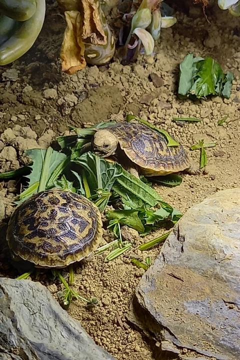 Nachzucht Spaltenschildkröten