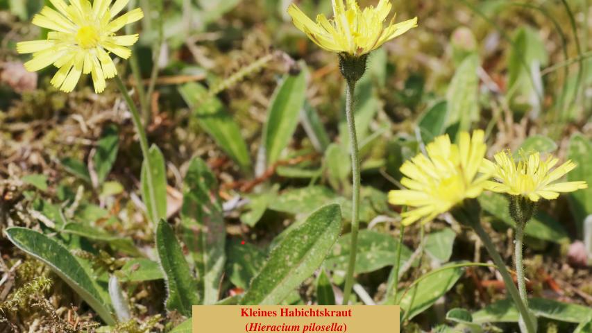  Kleines Habichtskraut 
(Hieracium pilosella)