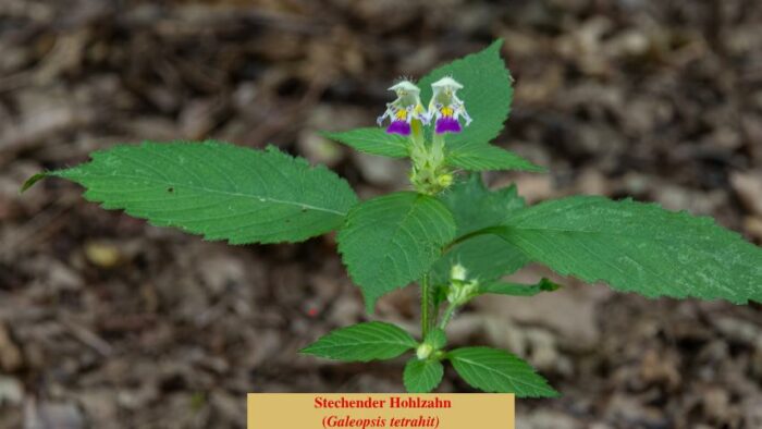 Stechender Hohlzahn (Galeopsis tetrahit)