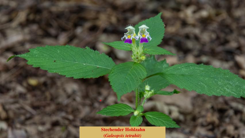  Stechender Hohlzahn
(Galeopsis tetrahit)
