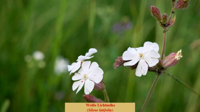 Weiße Lichtnelke (Silene latifolia)
