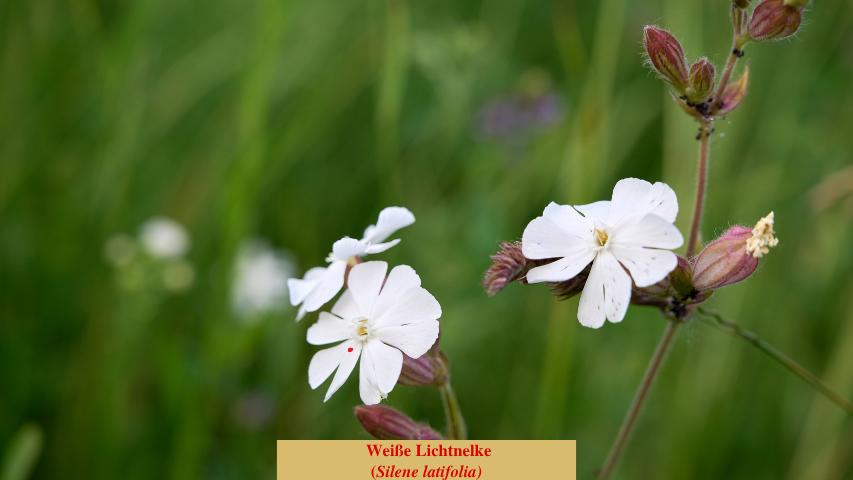  Weiße Lichtnelke
(Silene latifolia)
